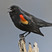 Red-winged Blackbird